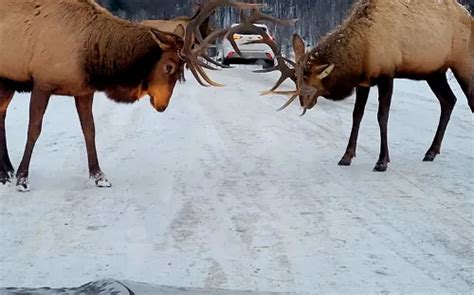 parc omega tickets price